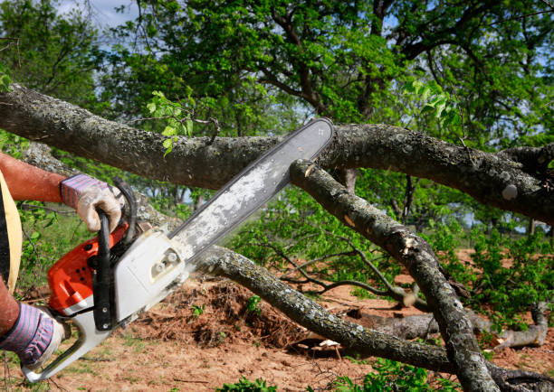 Why Choose Our Tree Removal Services in Atlantic City, NJ?